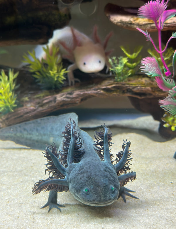 Tennessee Whiskey Lotls